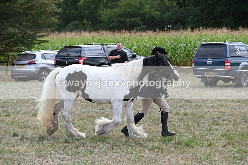 WJ6_6658 - Class 20 In-hand Cob