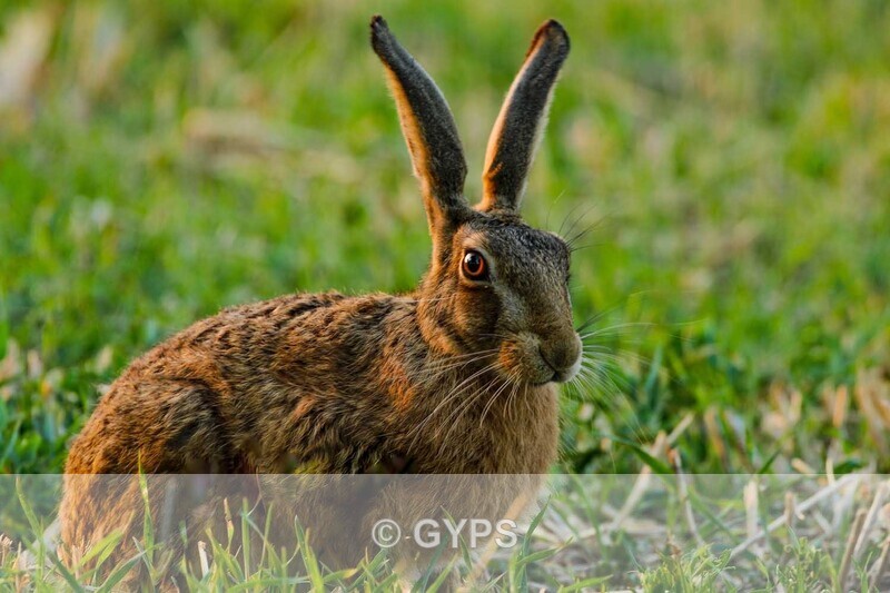 by Mick Graystone -  4 - Wildlife And Nature