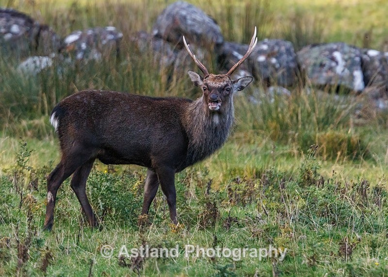 Sika Deer - Latest Images
