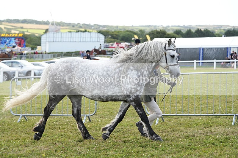 DSC05699 - Class 51: NPS M&M 4 years and over Large Breeds
