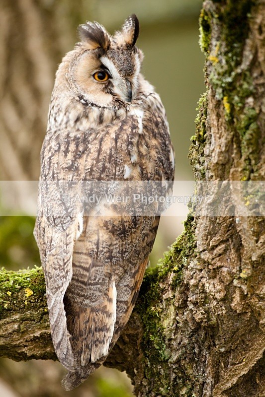 20110312-IMG_1329 - Long Eared Owl
