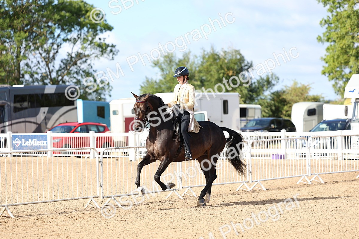 SBM_09129 - Class 303 - Ridden Pure Bred Horse Pony