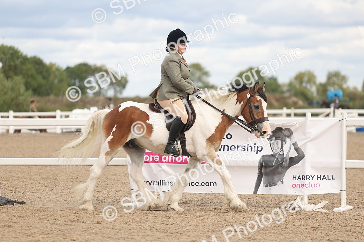 SBM_14721 - Class 308 - Ridden Coloured Horse