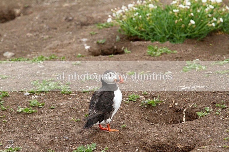 _CNP0962 - Farne Isles