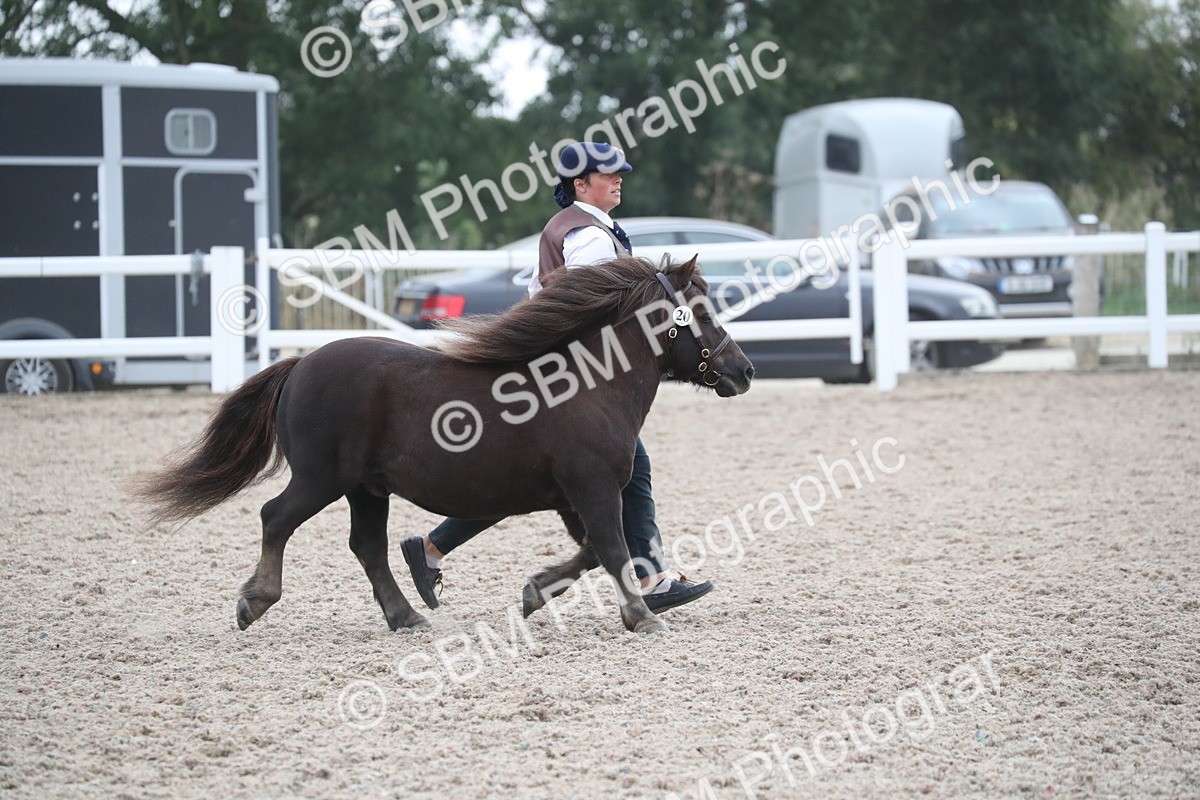 SBM_18029 - Class 317 IH Pure bred Horse/Pony