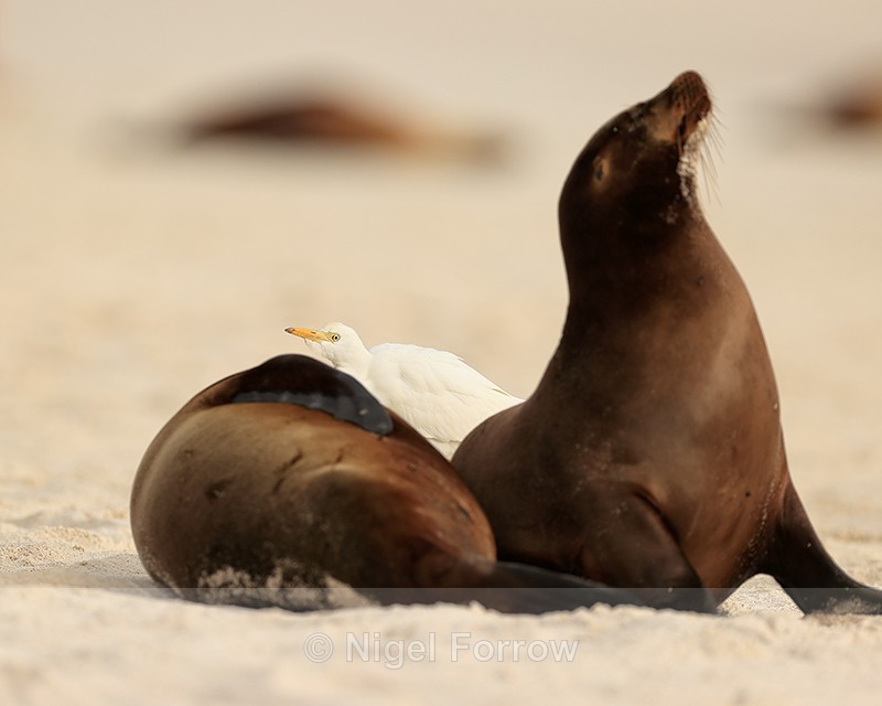 Cattle Egret lurking by Galapagos Sea Lions looking for insects - Cattle Egret