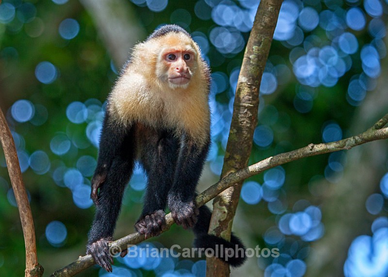 IMG_3488 White Throated Capuchin, Costa Rica - Costa Rican Wildlife