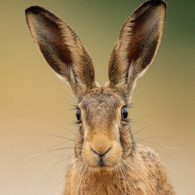 Beauty Spot SD255 - Greeting Cards