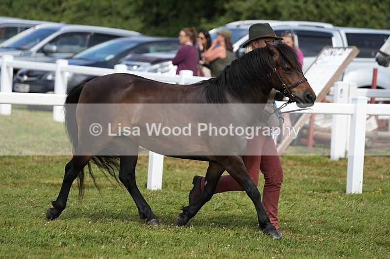 DSC05662 - Class 50: NPS M&M 4 years and over Small Breeds