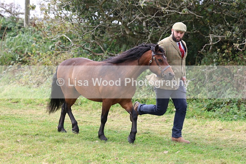 3E7A5672 - In Hand Championship