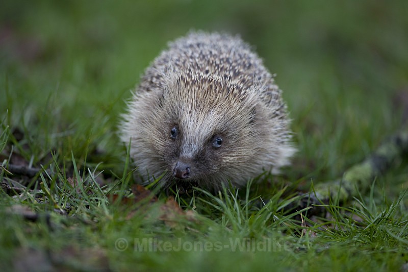 HEDGEHOGS - HEDGEHOGS