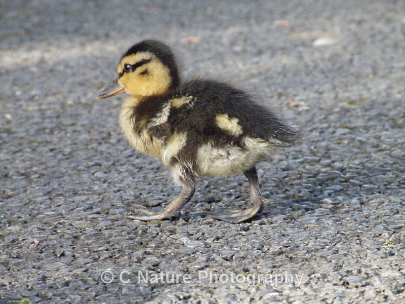 Duckling - Birds