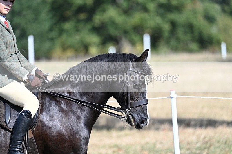 WJ7_3458 - Class 9 Mountain & Moorland Ridden