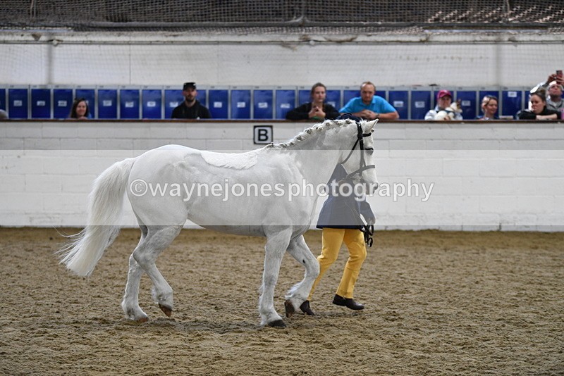 WJ5_4662 - Class 3 Part Bred In hand
