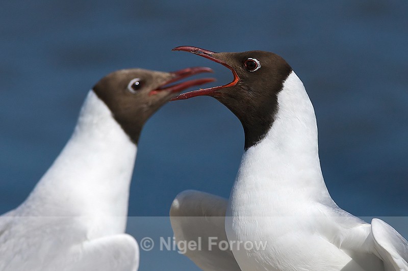 Black-headed Gulls (breeding adults) at Brownsea Island - Black-headed Gull