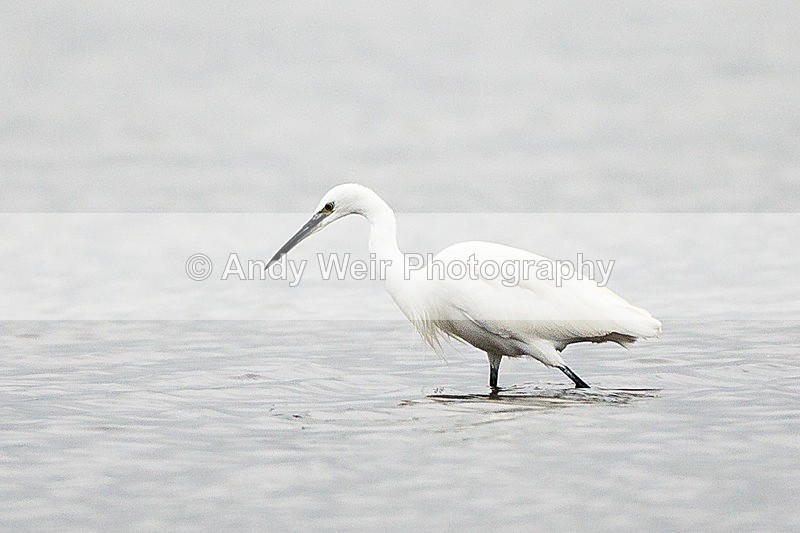20131001-3K8A6589 - Herons & Egrets