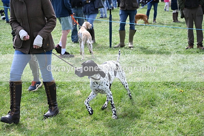 WJ6_8966 - Class 8 Best Working / Gun Dog or Bitch