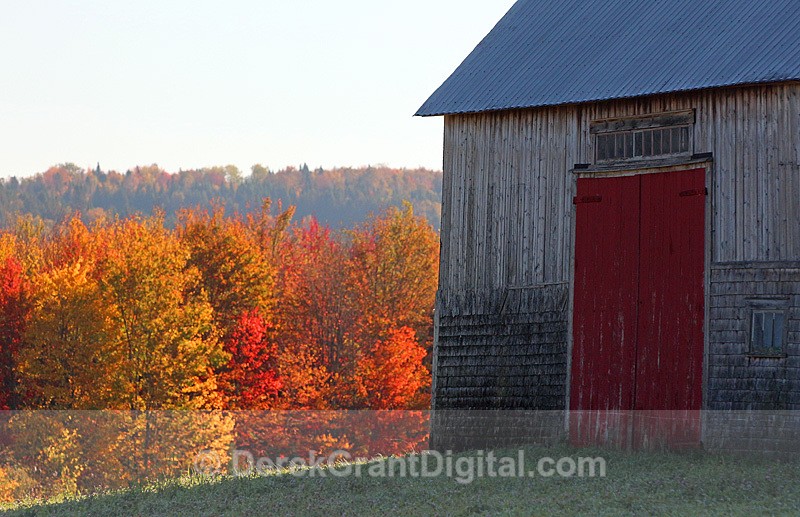 Old Barn Autumn Foliage New Brunswick Canada - Autumn Foliage