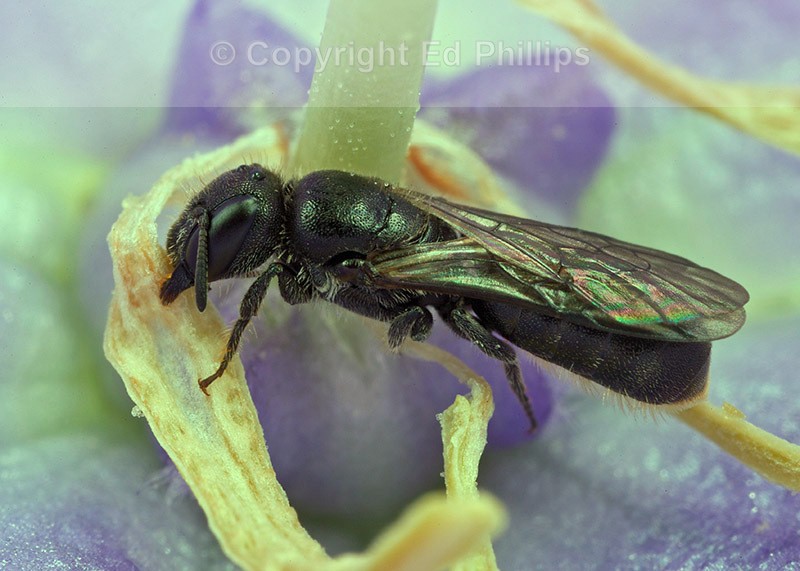 Chelostoma campanularum (f)