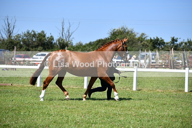 DSC_6741 - Class 57: Hunter/Riding Horse/Hack 1, 2 & 3 yr olds