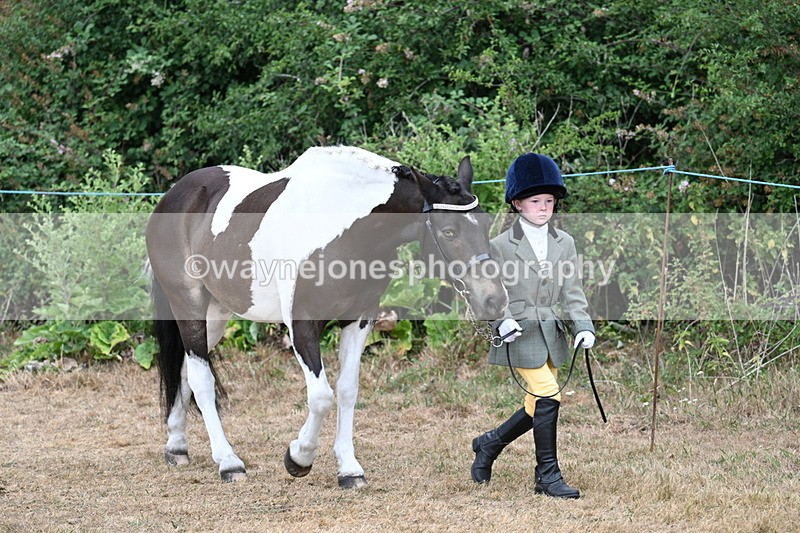 WJ7_9444 - Class 5 Most Handsome Gelding (up to 14.2hh)