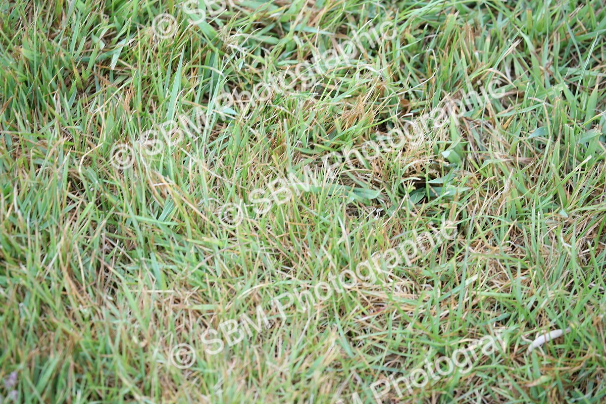 SBM_00197 - Class 17-20 - Arab & Part Bred - Anglo Arab In Hand