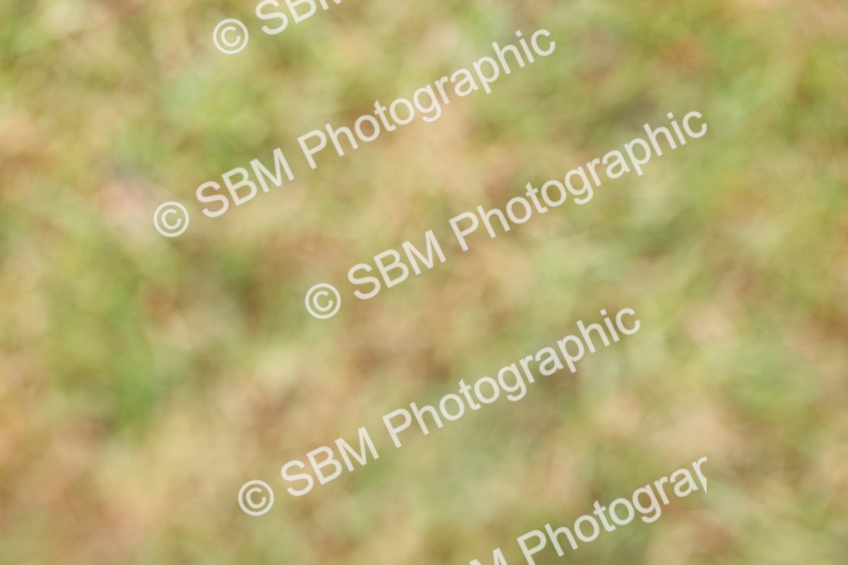 SBM_02576 - Class 9-11 Side Saddle including LIHS Rising Star Ladies Show Horse