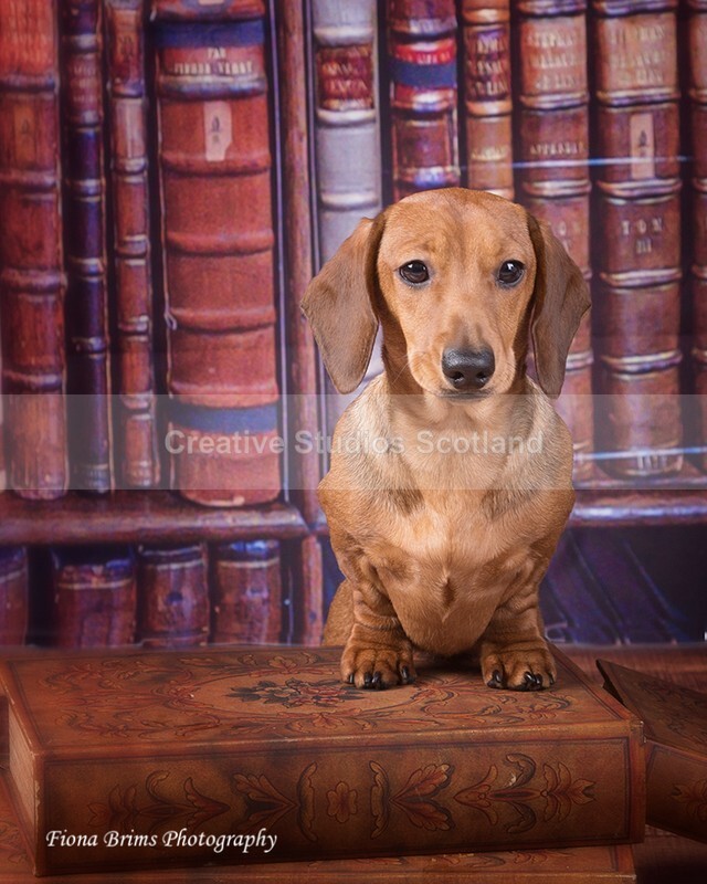 dogs-100 - Animal Portfolio