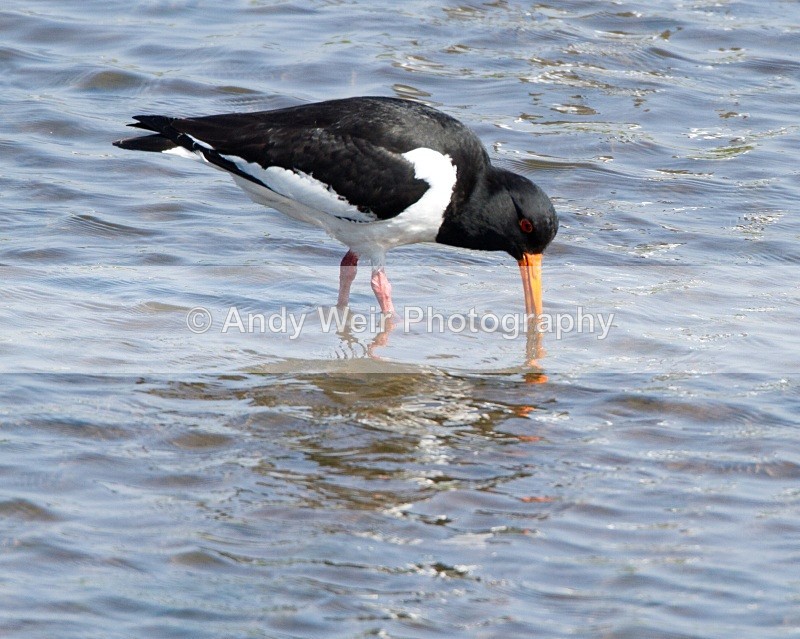 20110422-IMG_4697 - Oyster Catcher