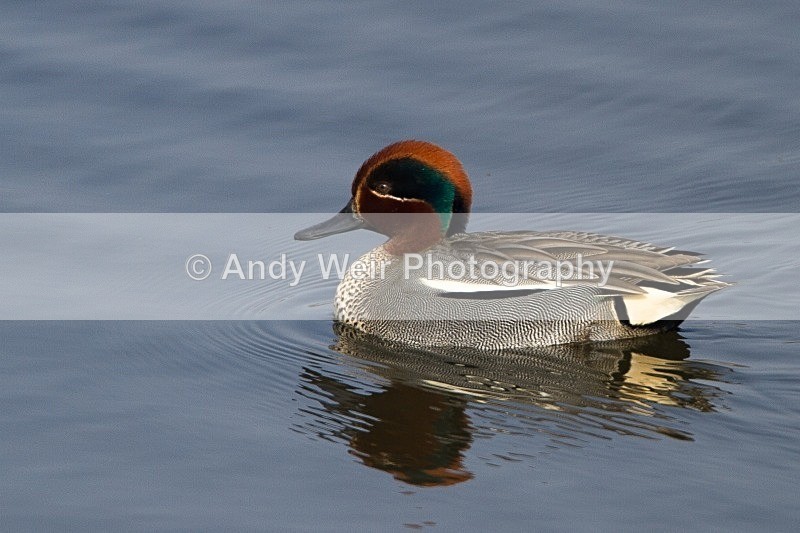 20120324-_MG_9847 - Teal