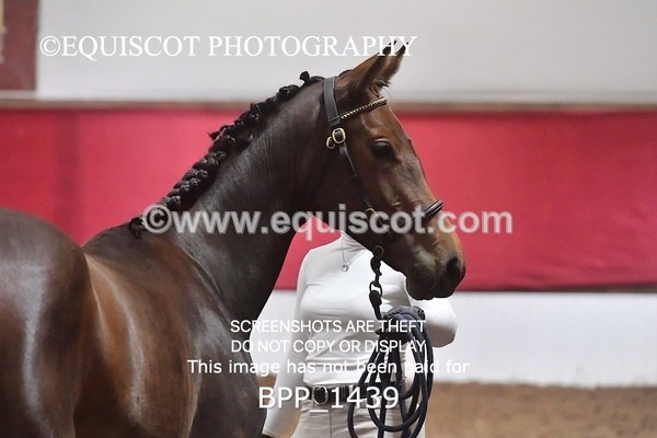 BPP_1439 - MORNING 9AM - 12PM