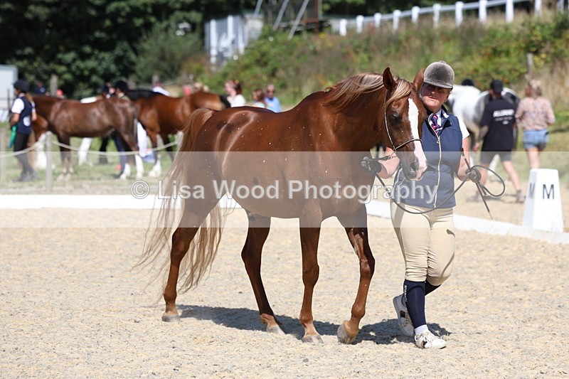 3E7A9757 - Class 33: Arab In Hand