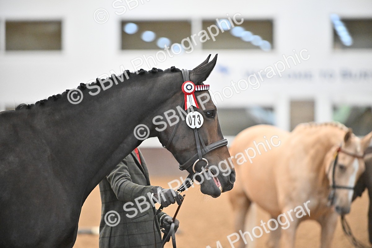 EB7_8430 - Class 3 - In Hand Foreign Breeds & Warmbloods