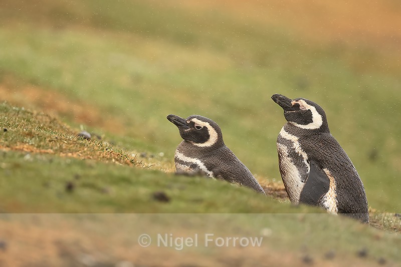 Magellanic Penguins outside burrow, Saunders Island, Falklands - Magellanic Penguin