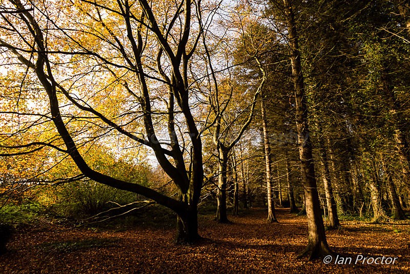 Squirrel Wood - Nature
