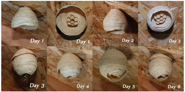 Wasp nest - Wildlife