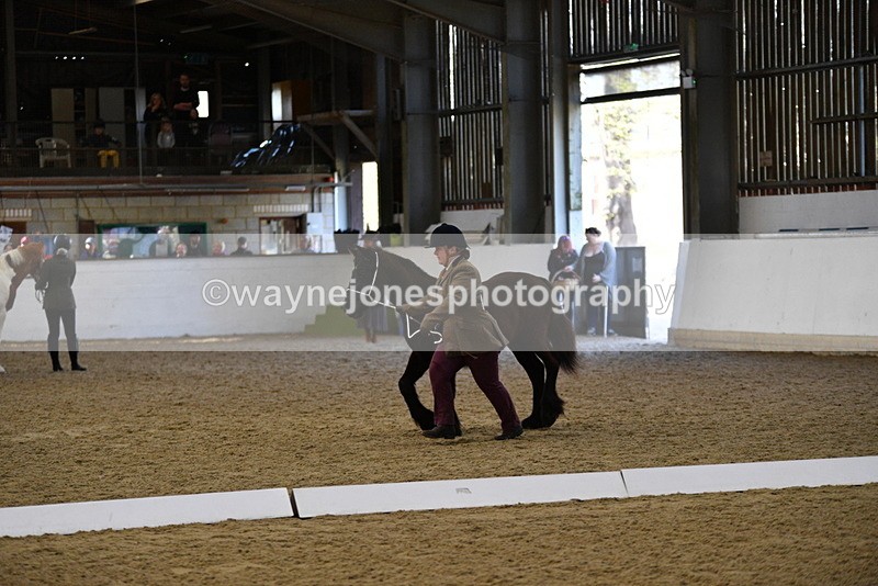 WJ5_3803 - Class 5 In Hand Veterans