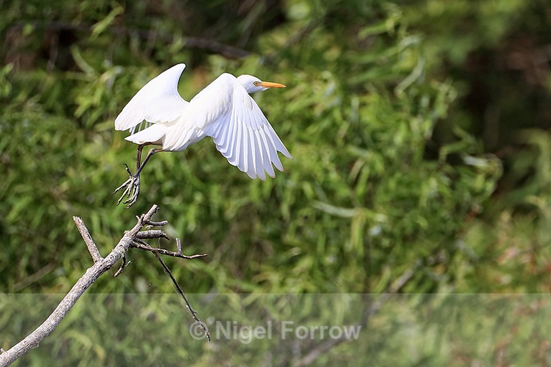 Cattle Egret takes off, Blue Cypress Lake, Florida - Cattle Egret