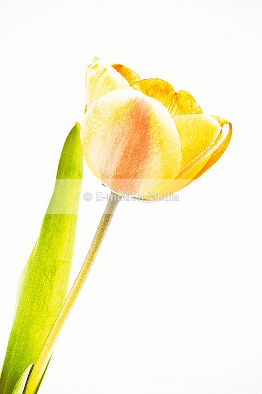 060420 -185764ab - Nature