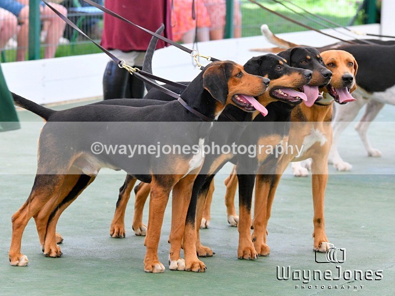 WJ5_0762 - Berks & Bucks at the Great Yorkshire Show 2025