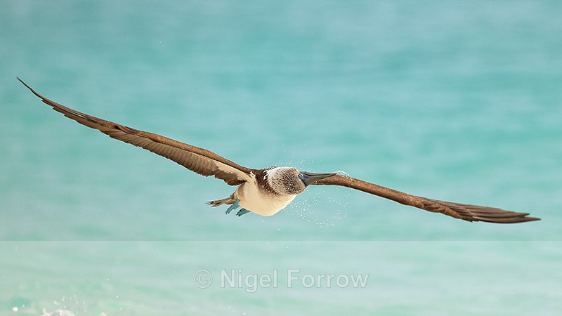Blue-footed Booby shaking head in flight, Espanola, Galapagos - Blue-footed Booby