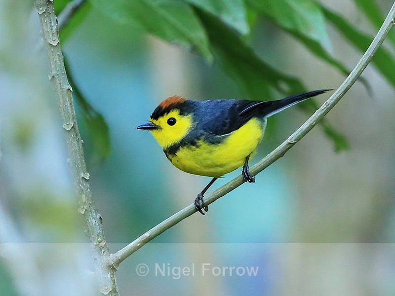 Collared Redstart, Costa Rica - Collared Redstart