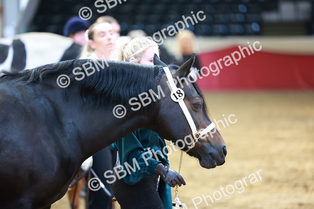 SBM_18512 - Class 903 - Sup Final - IH Pre Vet