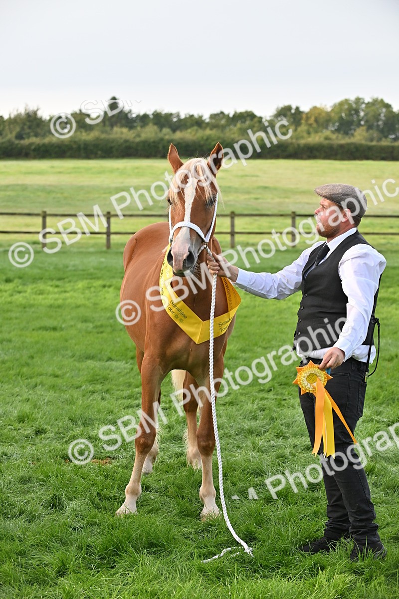 SBM_55376 - S44 - Youngstock In Hand