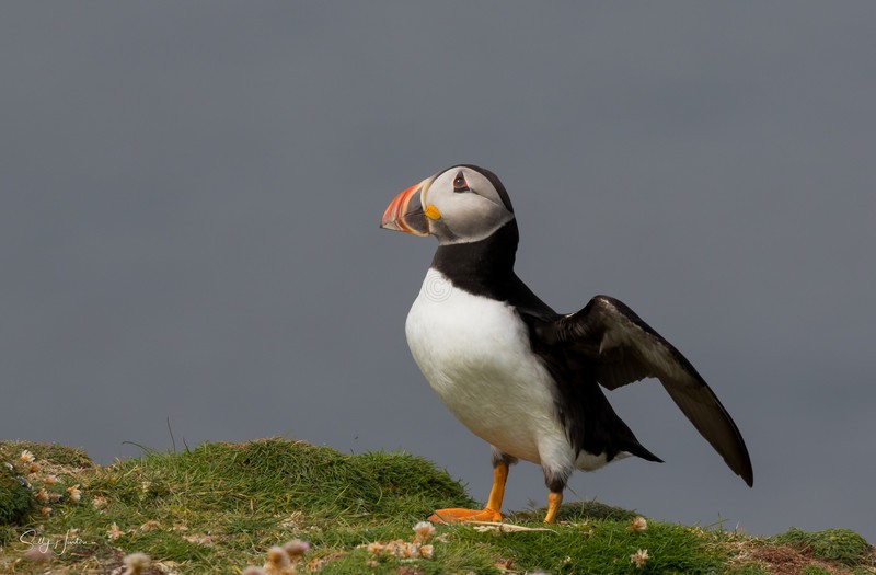 Puffen Flying 15 - Puffins