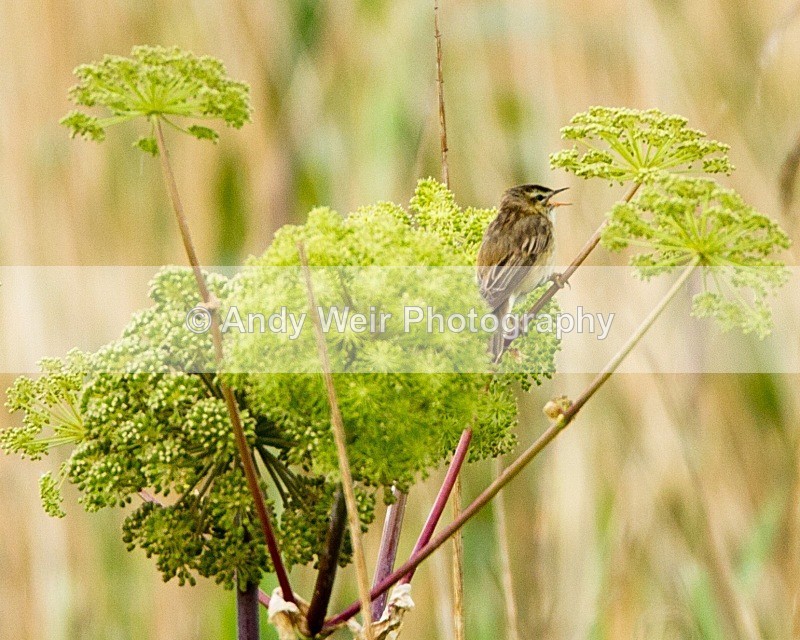 20110611-IMG_5563 - Sedge Warbler
