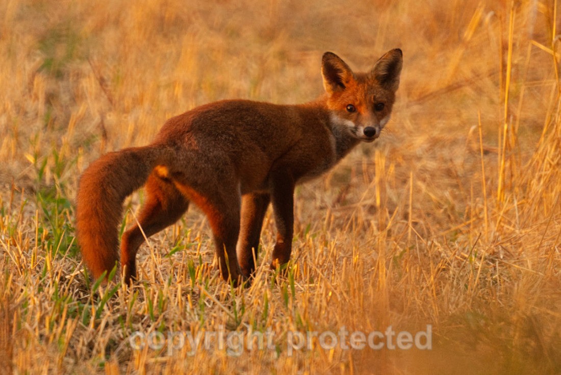 Red Fox - Monks Wood - Cambridgeshire - Mammals
