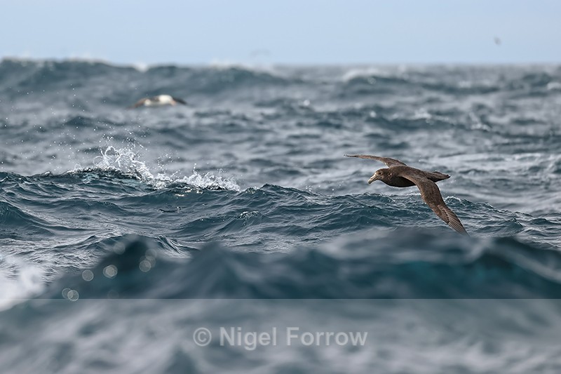 Southern Giant Petrel flying low over rough sea, Falklands - Southern Giant Petrel