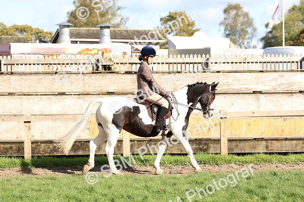 SBM_52341 - S13 - Pony Club Pony