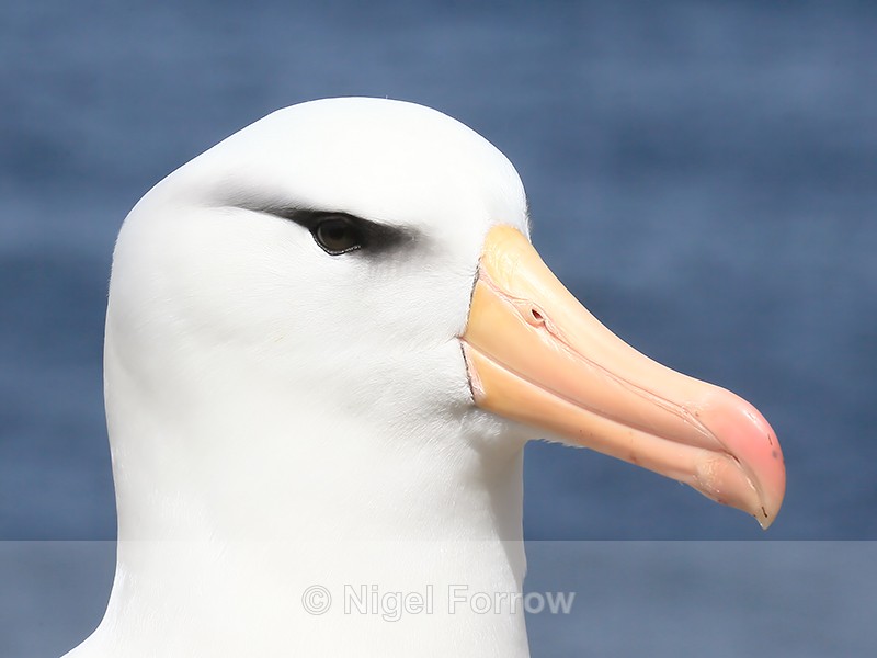 Black-browed Albatross head close side view, West Point Island - Black-browed Albatross